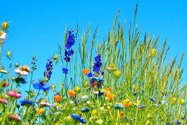 prairie fleurie camping pays basque